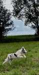 border collie suczka