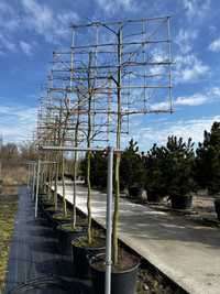 Drzewa alejowe formowane ekrany ściana dąb lipa grab buk BONSAI PARK