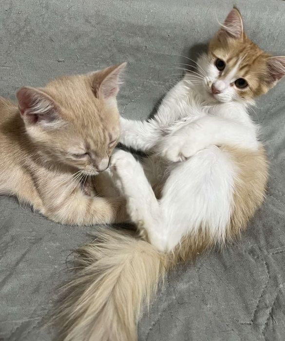 Котёнок, девочка 3 месяца