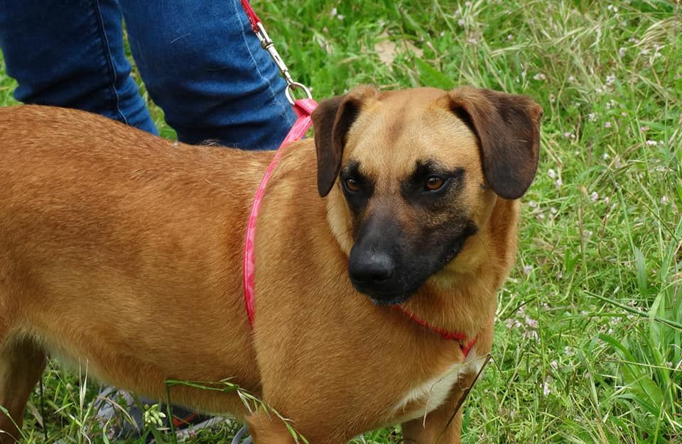 Cadela Porte Médio (18kg) Para Adoção (Jade)