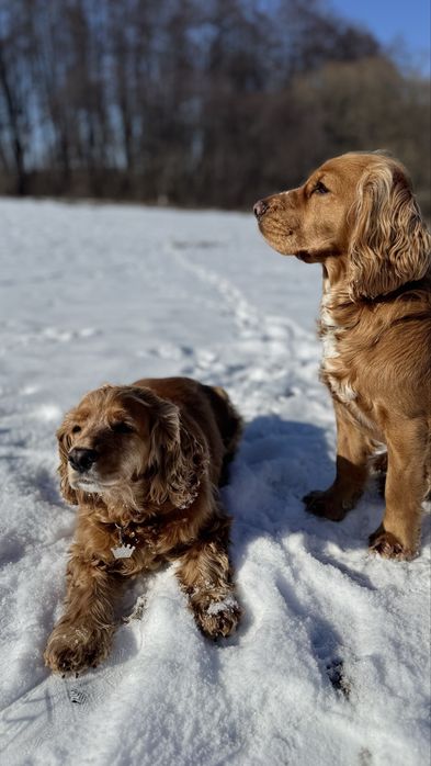В’язка кабель англійський спаніель 2,5 роки