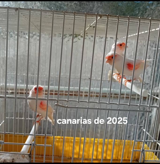 Canarias mosaico de 2025