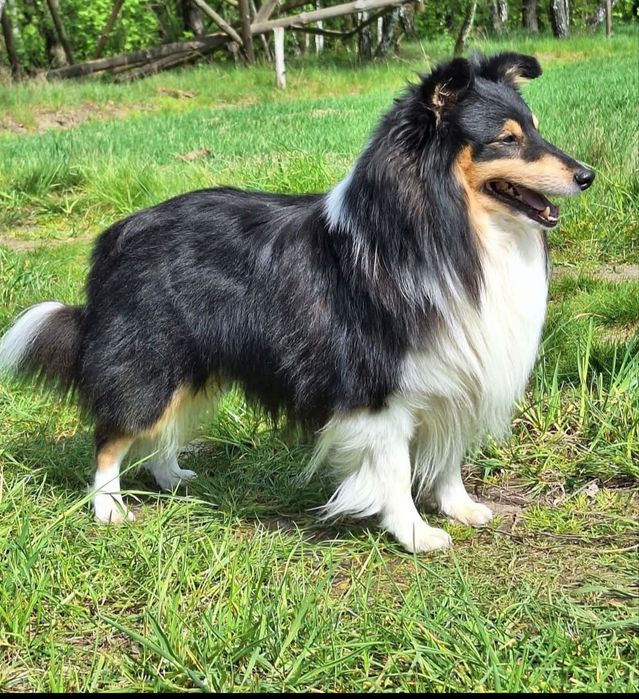 Owczarek szetlandzki suczka Blue merle