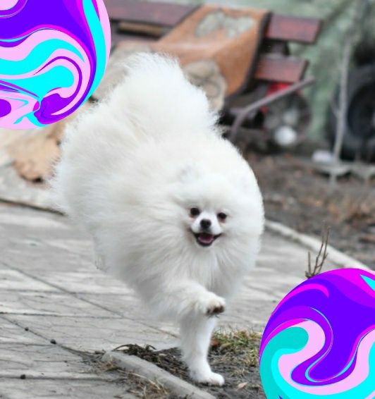 ВЯЗКА  Померанский шпиц.