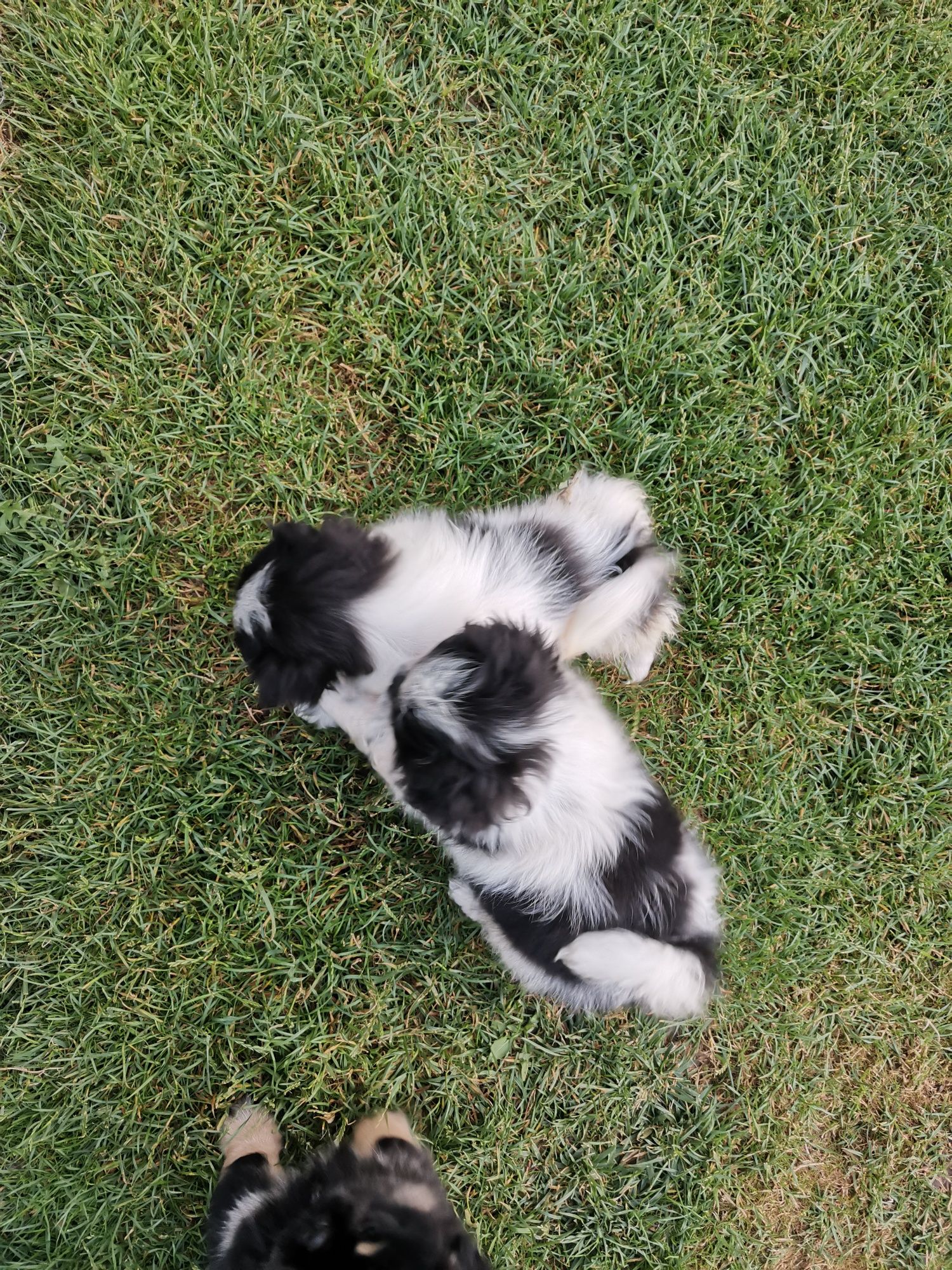 Szczeniak Pekińczyk Nie Shih Tzu
