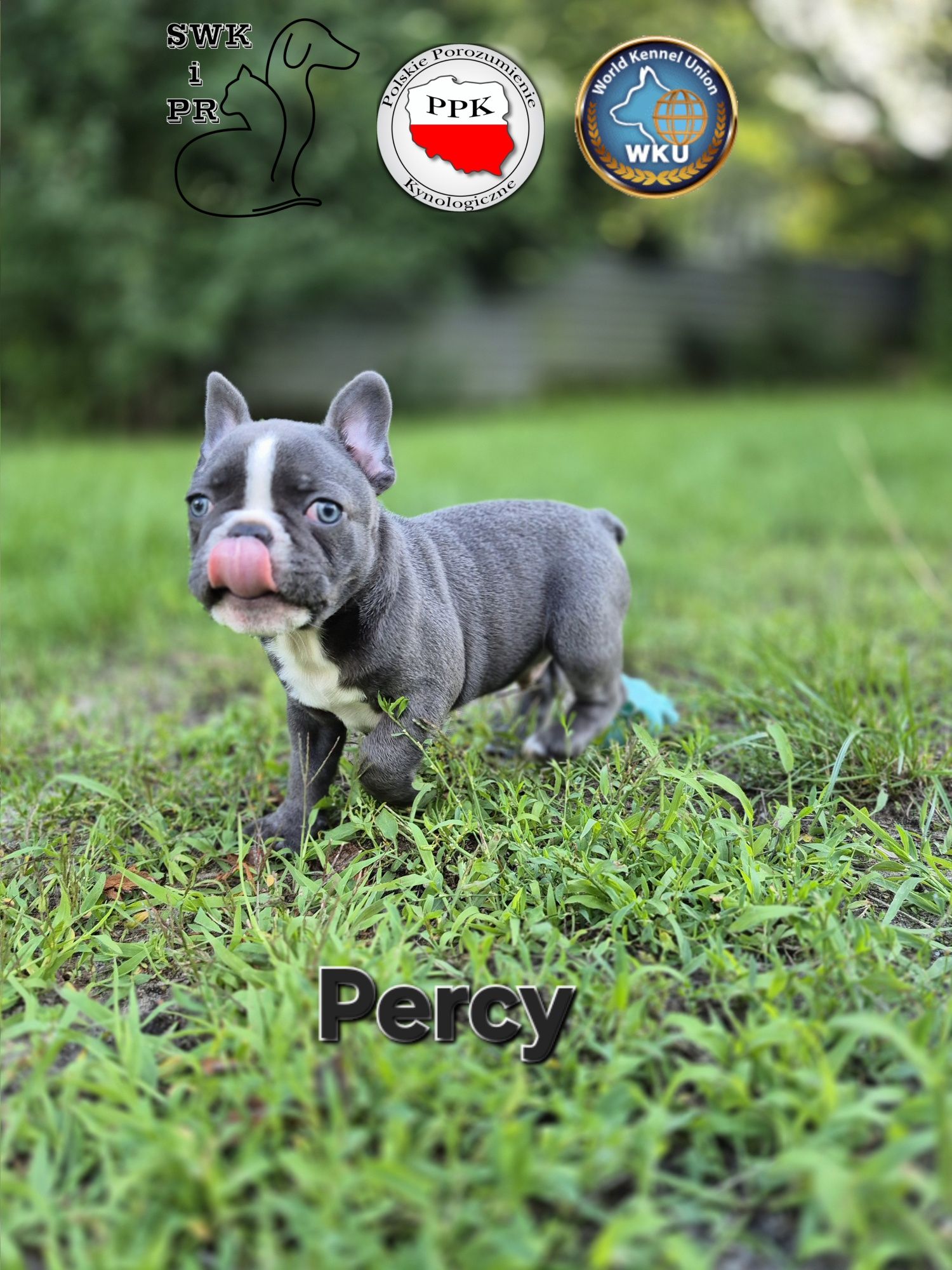 Buldog Francuski niebieski/blue piesek Percy