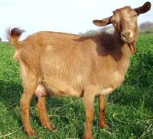 дойная камерунская коза - карлик