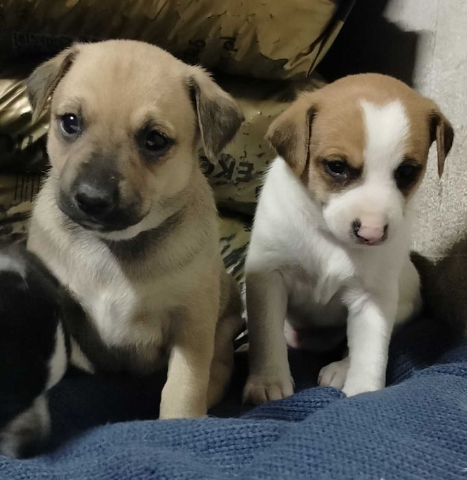 Szczeniaki mieszańce