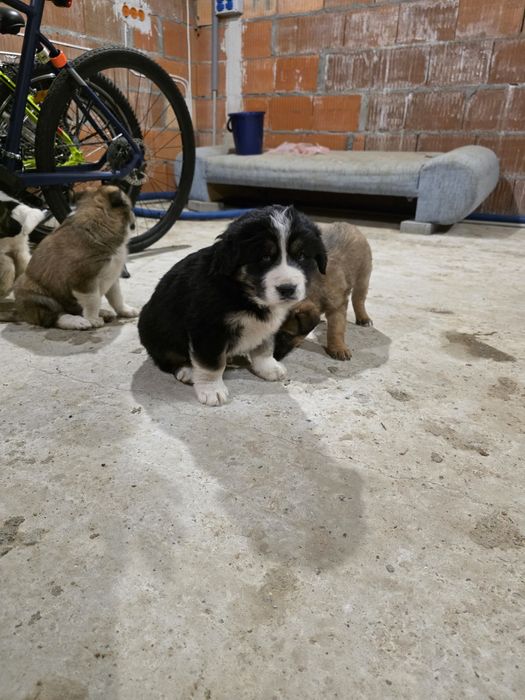 Pieski - owaczrek podhalański