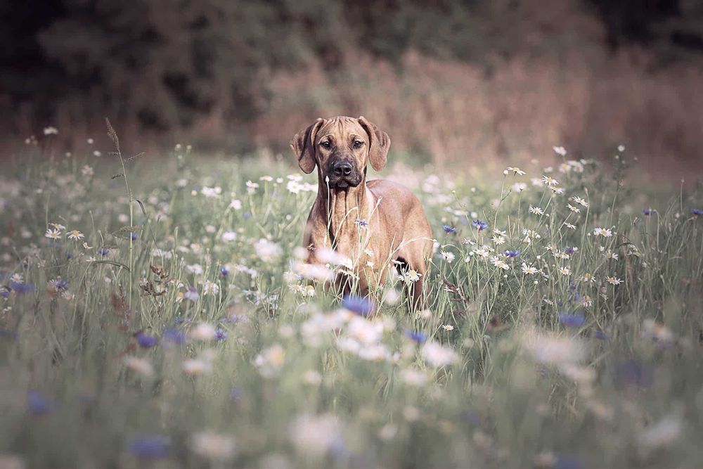 Suczka Rhodesian Ridgeback, szczenię KIBANDA