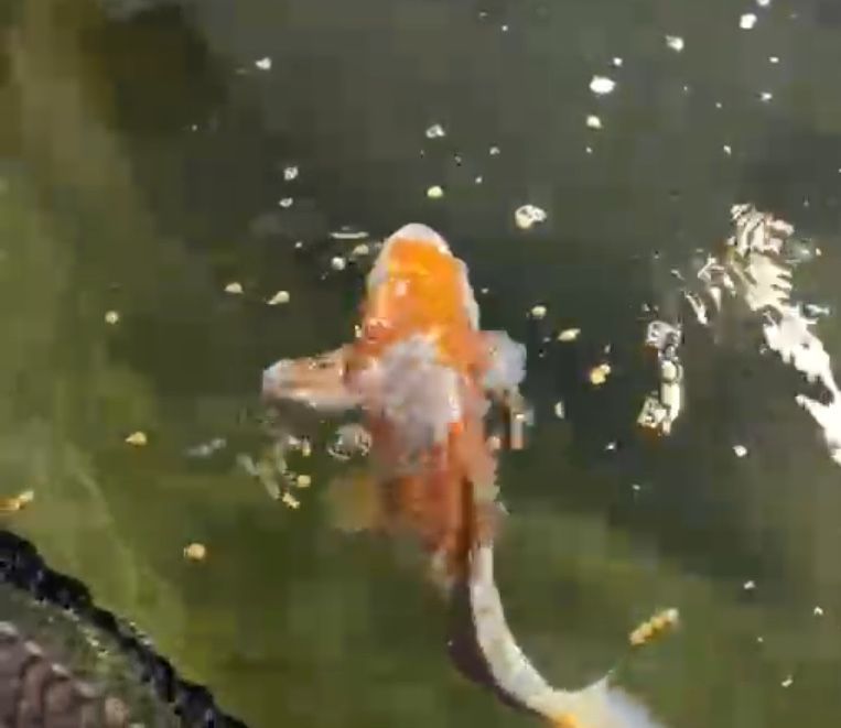 Karp Koi - selekt Japonia