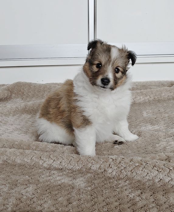 Suczka-Owczarek szetlandzki,sheltie.ZKwP o Częstochowa.