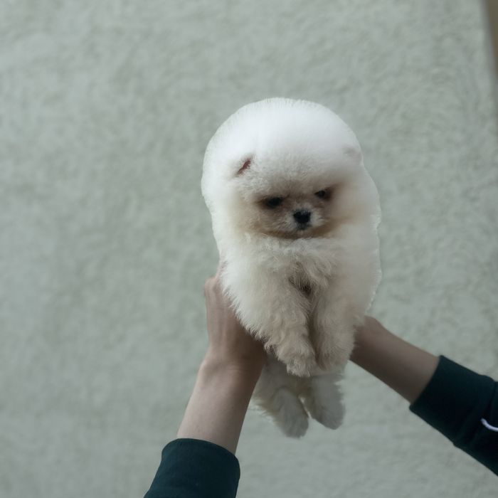 Хлопчик шоу класу тип ведмедика