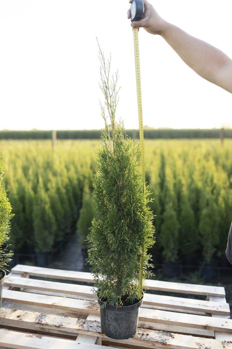 Tuja Tuje Thuja Szmaragd 75-85 cm. PRODUCENT, DOSTAWA GRATIS