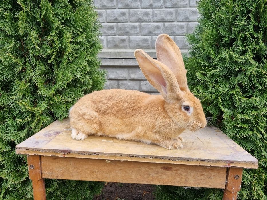 Młodzież olbrzyma belgijskiego żółtego