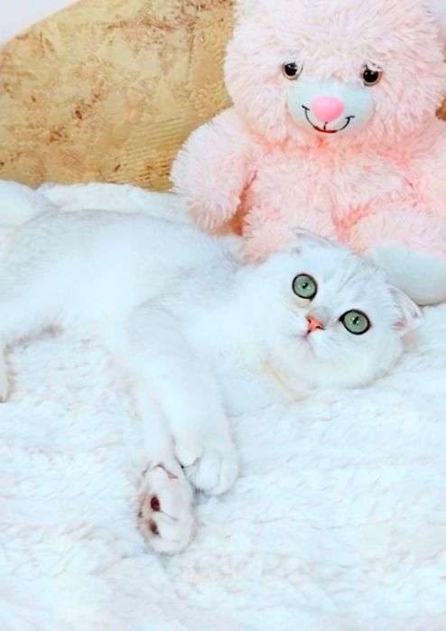 Ооочень ласковый котёночек Вислоушка