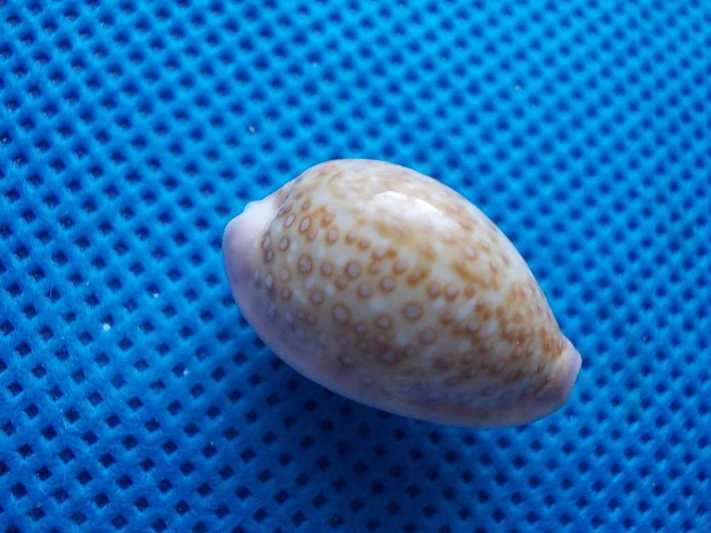 Muszle morskie- Cypraea albuginosa