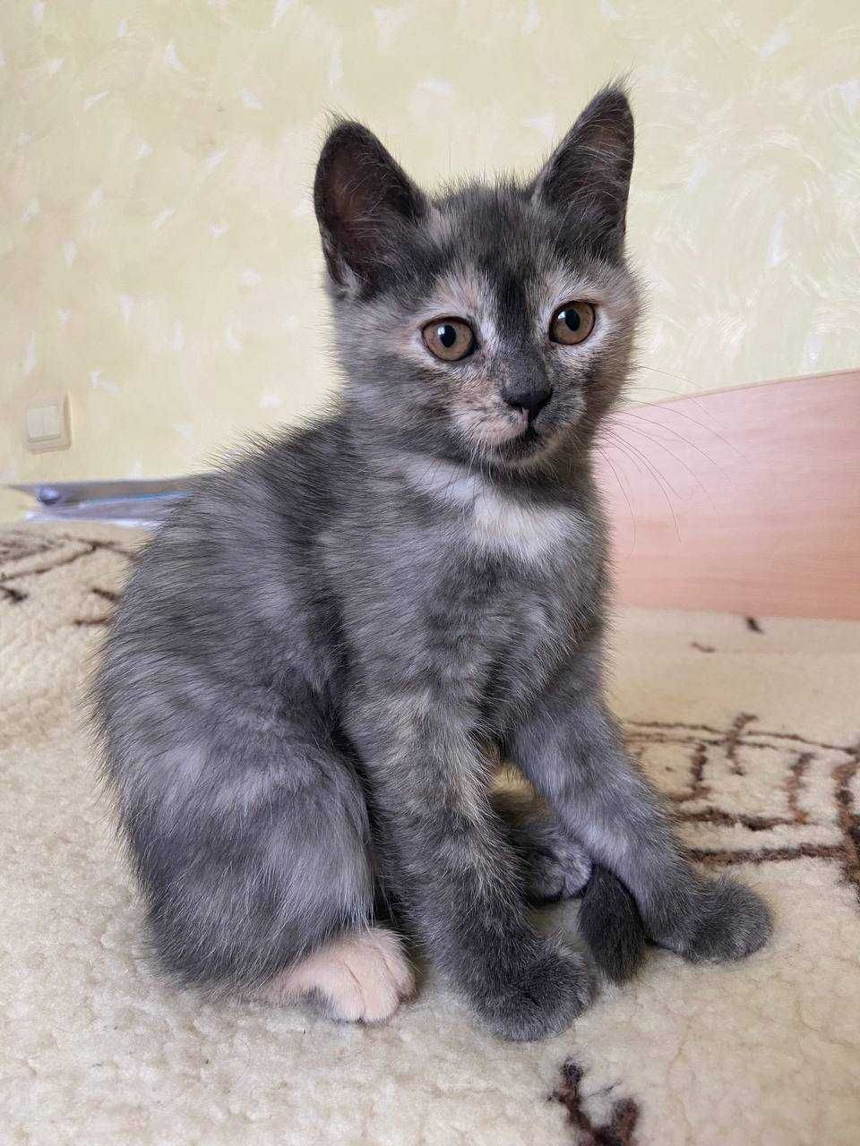 Кошенята котики безкоштовно :)