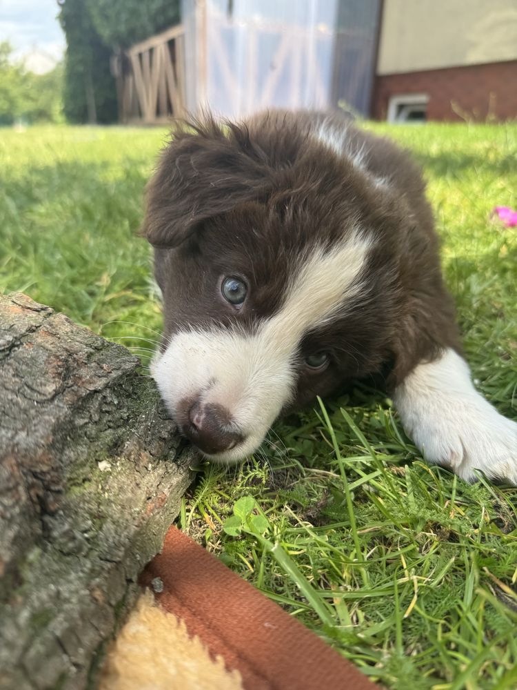 Border Collie czekoladowy szczeniak