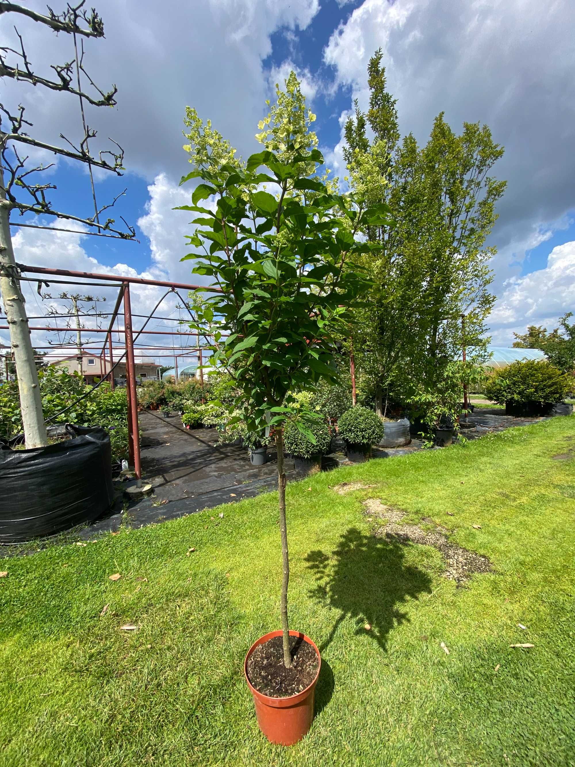 Hortensja bukietowa Limelight Pa 100