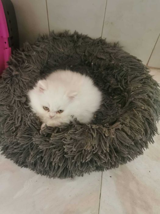 Gato persa pêlo branco