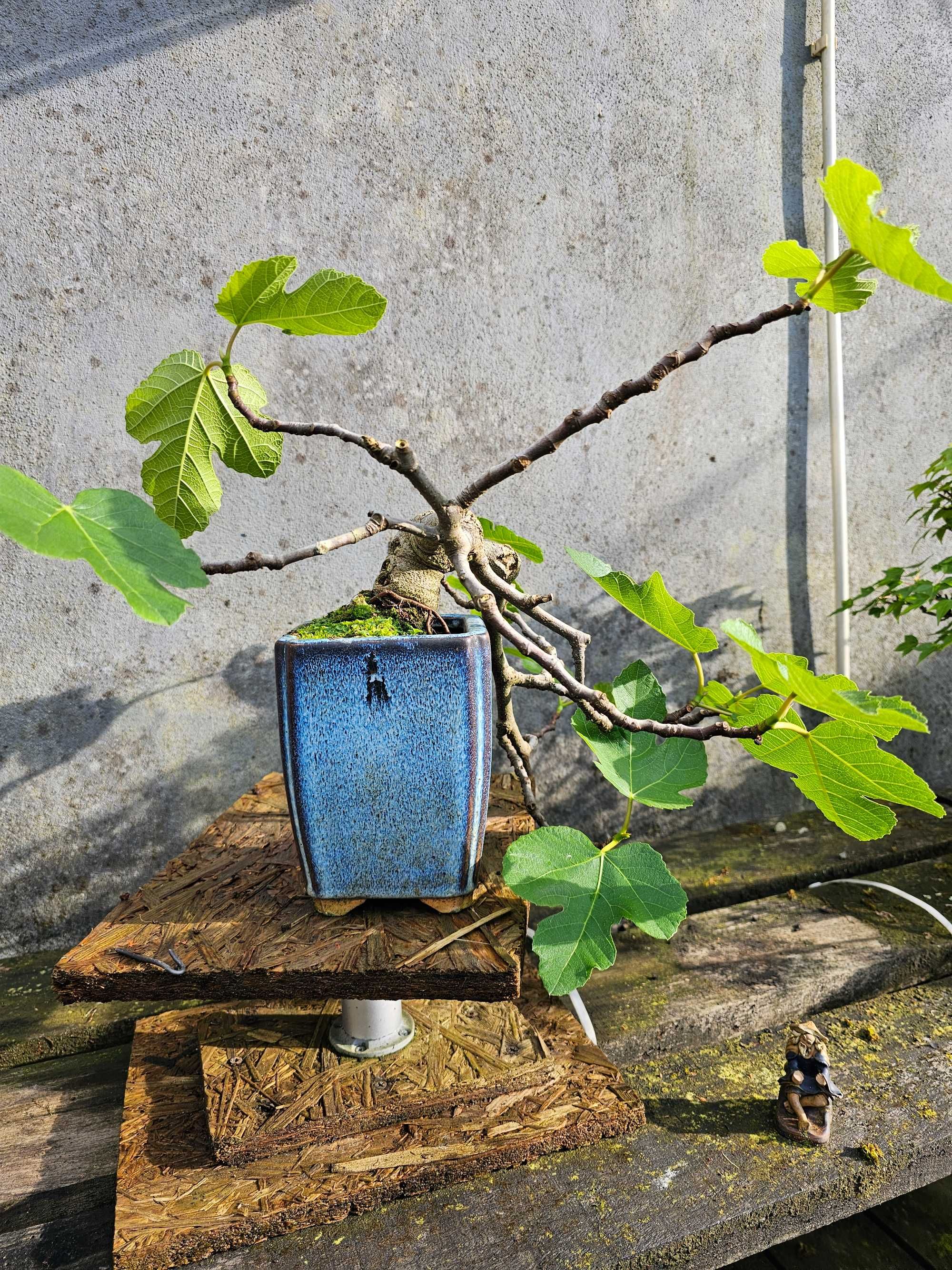 Bonsai de figueira