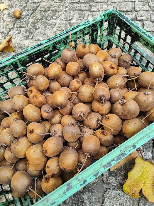 Kiwi Caseiro e Biológico