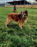 Puchaty piesek Morus do adopcji!