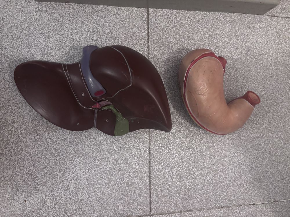 Modelo Anatomia Corpo Humano