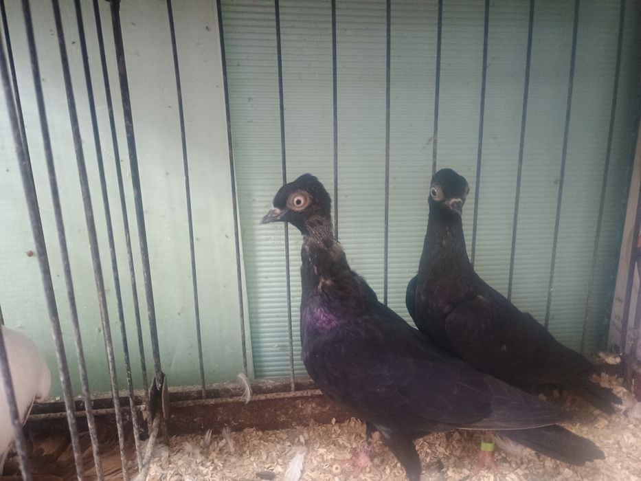 Widyny i Wiedeńskie okazja!