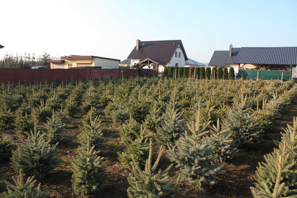 Choinki Bożonarodzeniowe Jodła Świerk Pospolity Srebrny Serbski WLKP