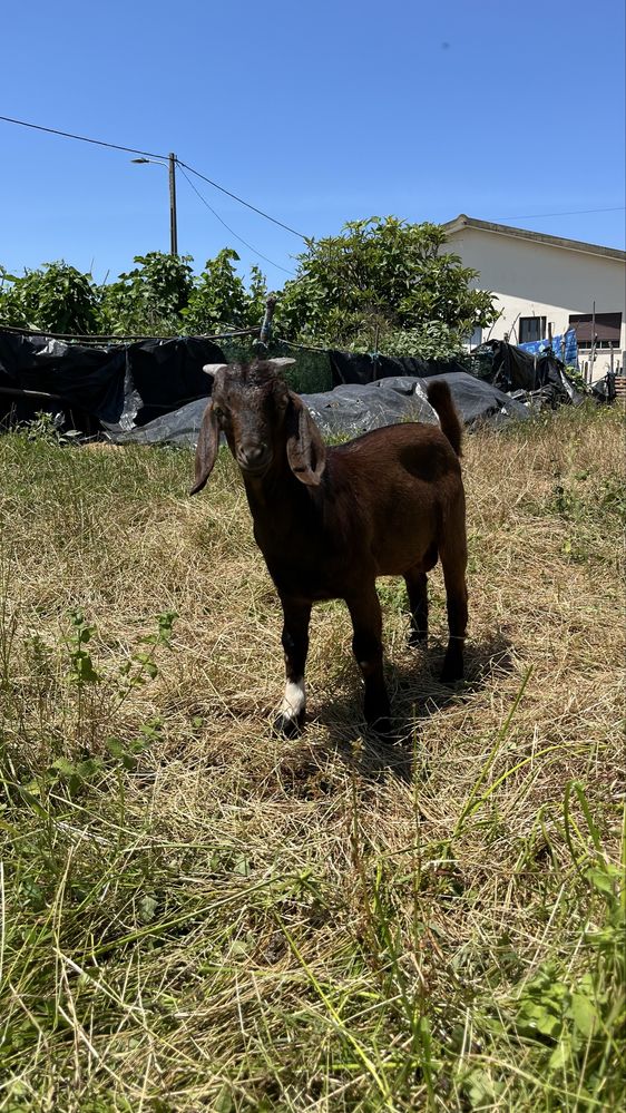 Boer macho.