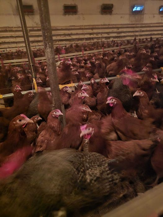 Kury Nioski Rosa 1 Leghorn Messa.Kurki z jajkiem z wolnego-wybiegu.