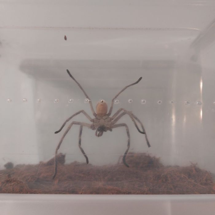 Dorosła holconia murrayensis