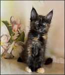 Koteczka Maine Coon Nilayda opcja hodowlana
