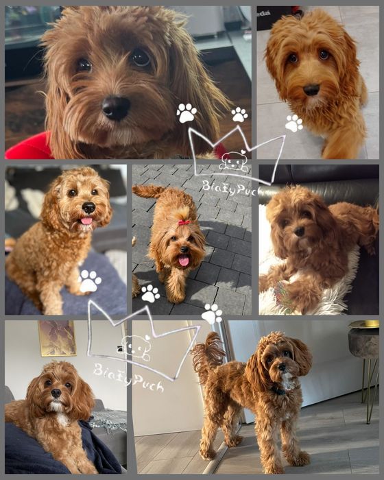 OSTATNIA Suczka Cavapoo cavadoodle pudel toy  red badania paszport wy