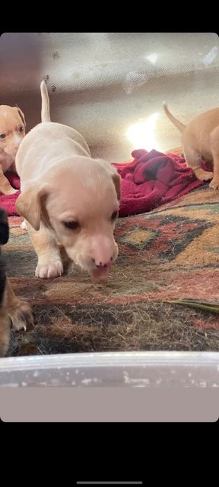 Cãozinho para adoção