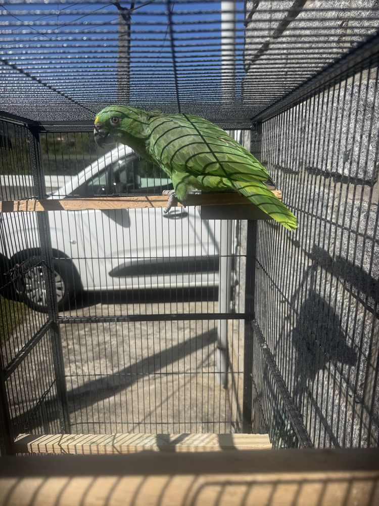 Amazona auropaliata 2025