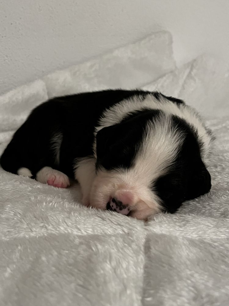 Piesek Border Collie