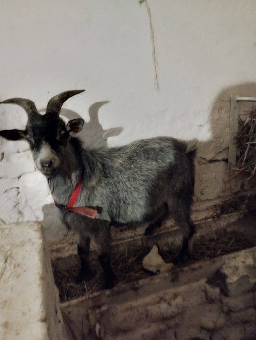 Sprzedam capka  około 5 miesięcy