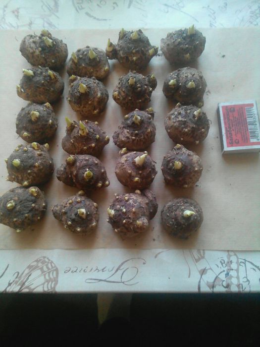 Клубни калл, калла, калы