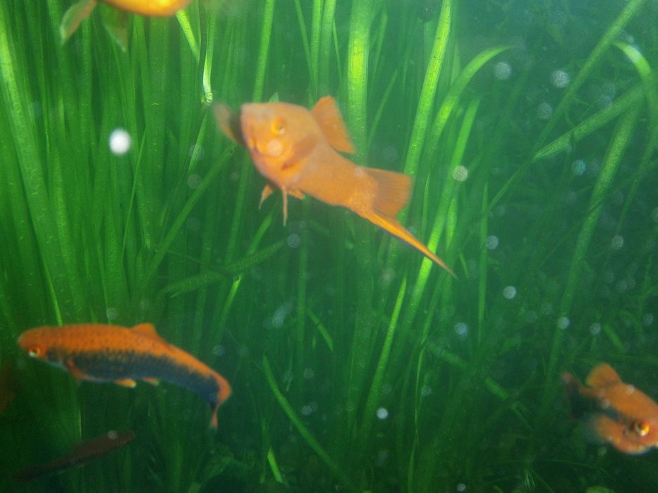 Аквариум juwel Германия с тумбой 180 л.