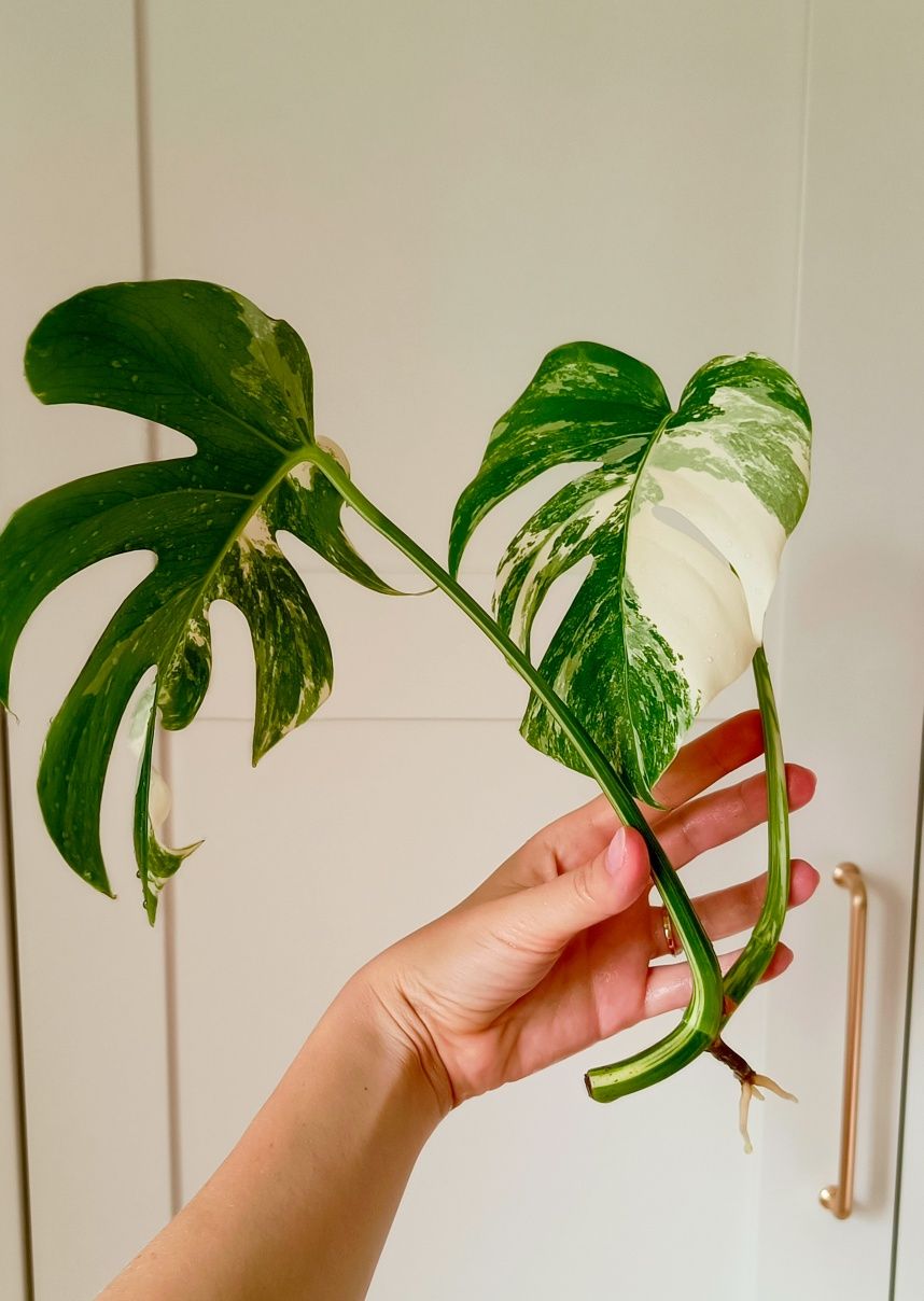 Monstera deliciosa variegata szczyt