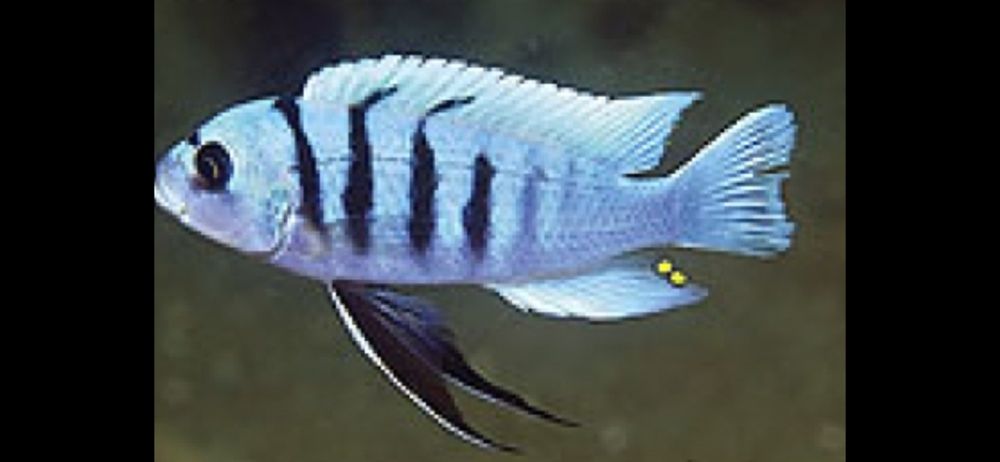 Pyszczak i- Cynotilapia Sp. Hara Gallireya Reef F2,