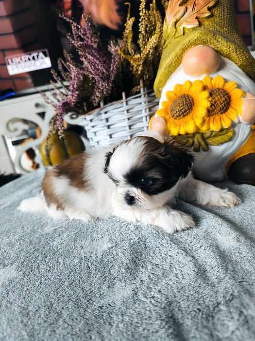 Piękna suczka shih tzu rodowód 4 pokoleniowy zhpr wyprawka chip umowa