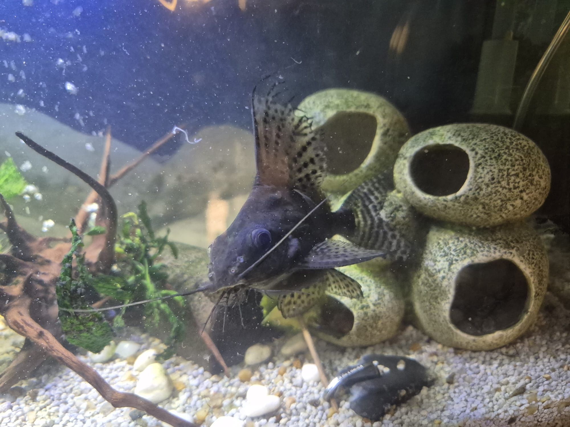 2 Synodontis Eupterus