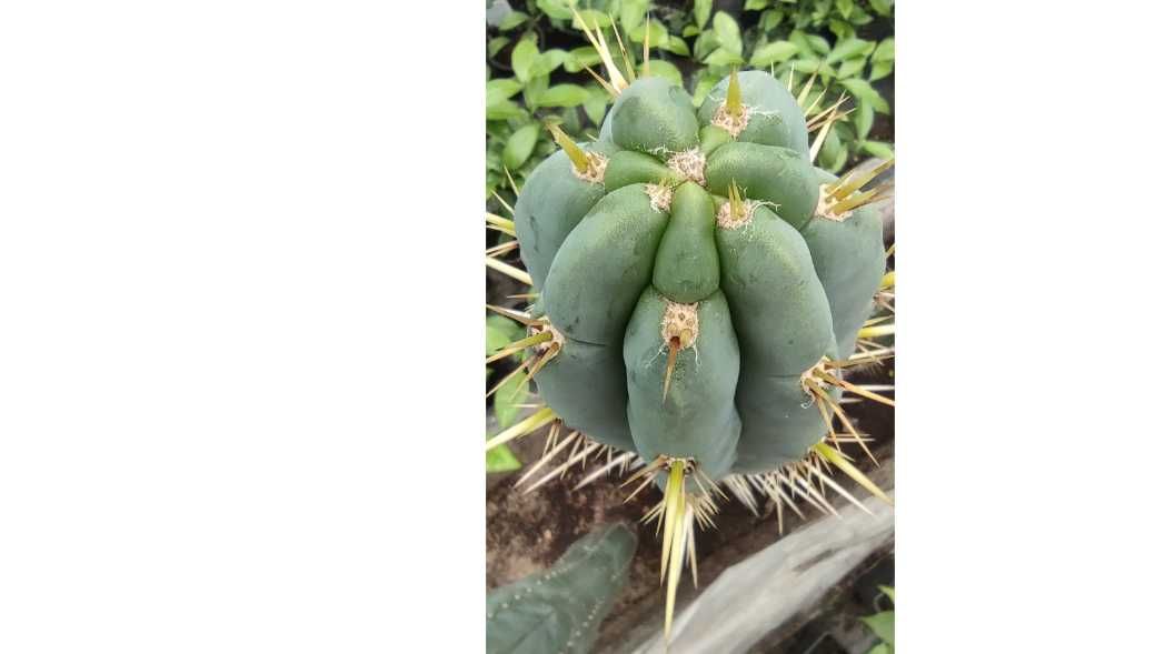 Trichocereus p kaktus kuzyn San Pedro z Peru plus gratisy