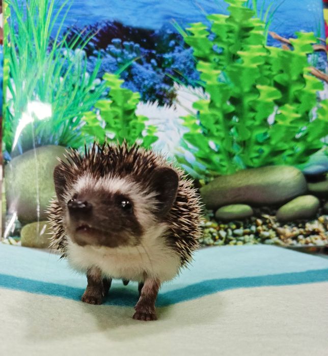 Jeż Pigmejski/Jeżyki‼️OSWOJONE i Łagodne‼️SAMICZKI - 2 MCE‼️Sklep Zool