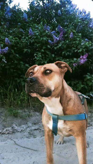 Агресивна, але не безнадійна: шукаю людину, яка дасть шанс Дані