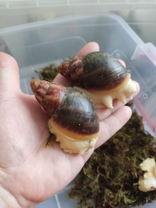 Беніни підлітки,шукають дім.